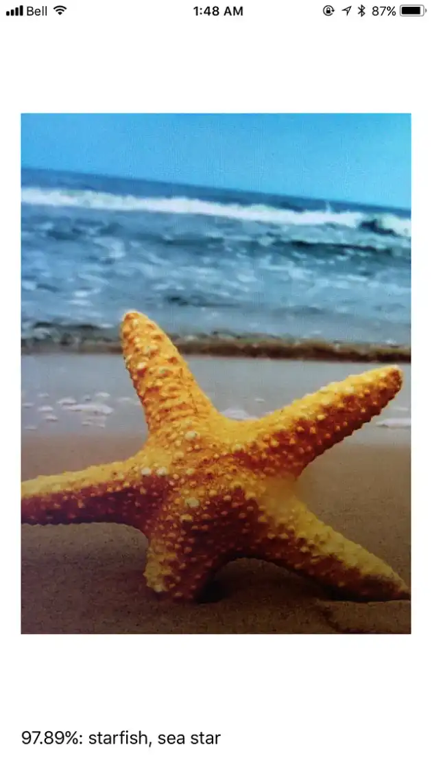 correctly recognizes an image of a starfish